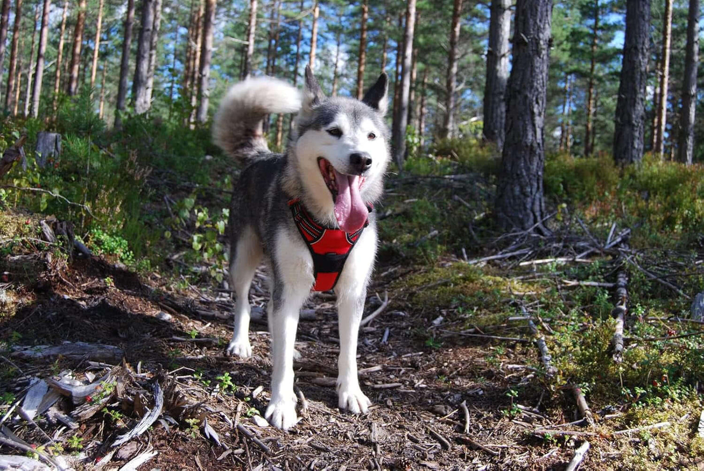 Adjustable Reflective No-Pull Dog Harness - Comfortable Control Vest in Vibrant Colors (Model TLH5651, Red, XL)
