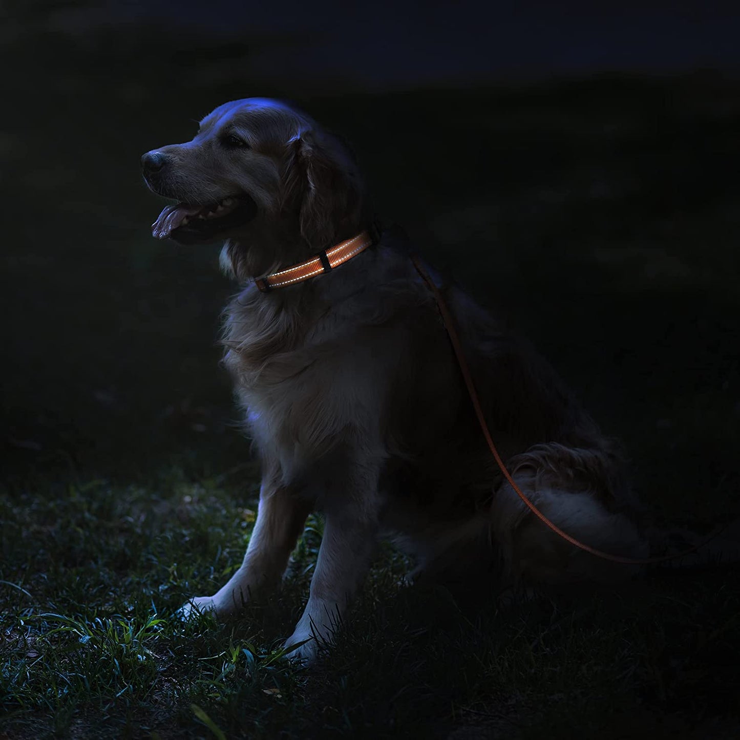 Reflective Nylon Dog Collar with Quick Release Buckle - Ideal for Active Dogs of All Sizes (10-13 Inch, Vibrant Orange)