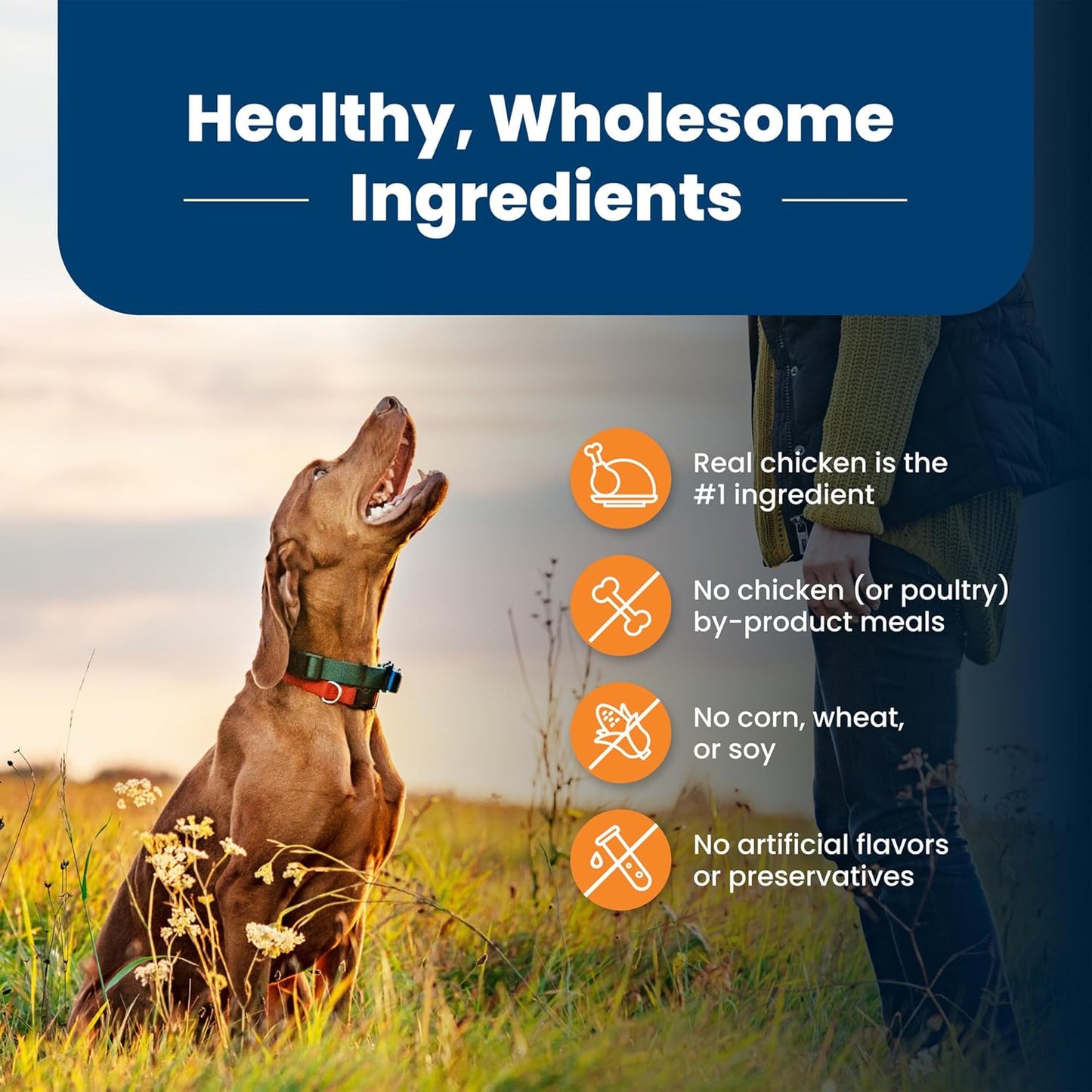 Premium Life Protection Formula for Large Breed Adult Dogs - Chicken & Brown Rice Dry Food, 30 lb Bag - Supports Joint Health and Lean Muscle Development with Natural Ingredients