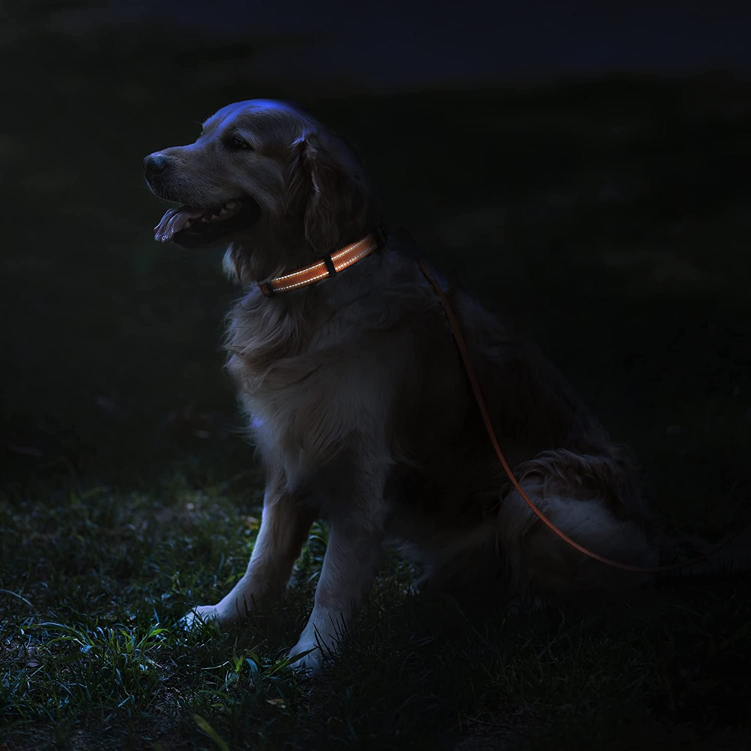 Reflective Nylon Dog Collar with Quick Release Buckle - Ideal for Active Dogs of All Sizes (10-13 Inch, Vibrant Orange)