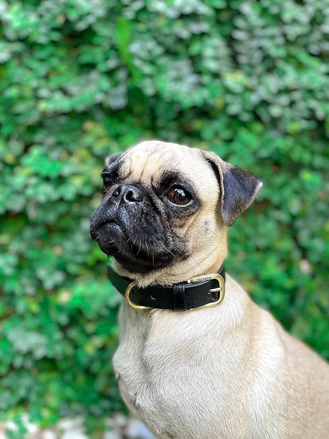 Premium Heavy-Duty Dog Collar | 10X Stronger than Leather | 100% Waterproof and Odor-Proof | Durable Rust-Proof All-Metal Hardware