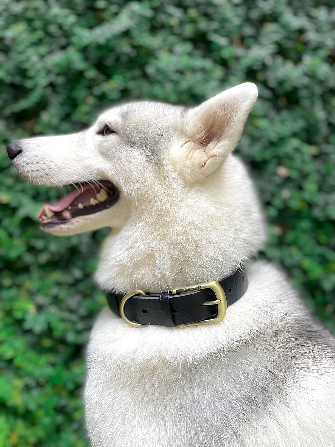 Premium Heavy-Duty Dog Collar | 10X Stronger than Leather | 100% Waterproof and Odor-Proof | Durable Rust-Proof All-Metal Hardware