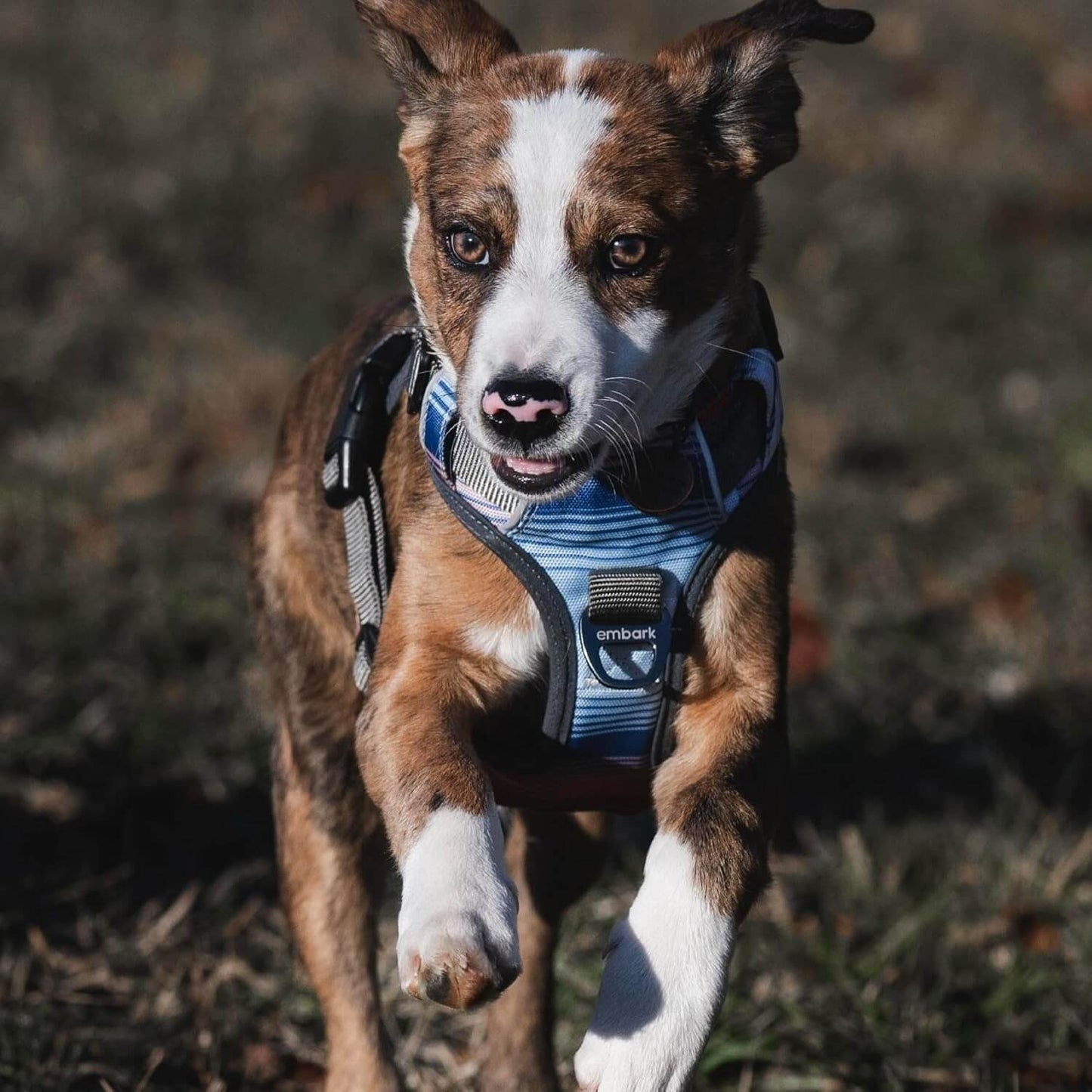 Embark Adventure Reflective No-Pull Dog Harness for Small Dogs - Military-Grade Nylon with Front Clip and Gel-Lined Handle
