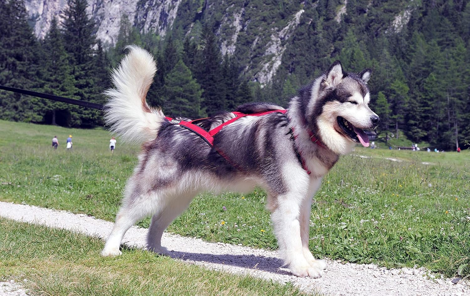 Neewa Pro Sled Dog Harness - Medium Size in Pink for Optimal Comfort and Performance
