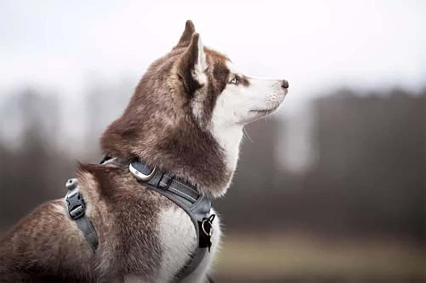 Adjustable Reflective No-Pull Dog Harness - Gray Comfort Control Vest, Size XL